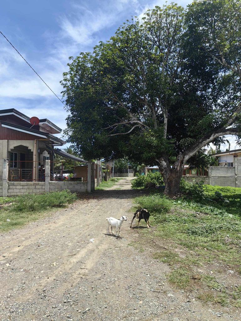 Lot for Sale in Cantuod Balamban Cebu